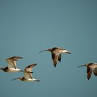 Flying as Curlews 