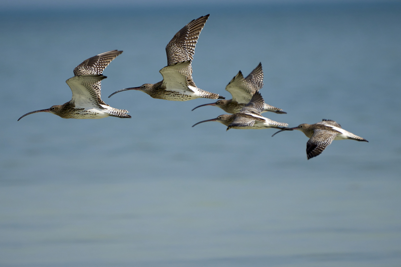 Flying as Curlews 