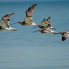 Flying as Curlews 