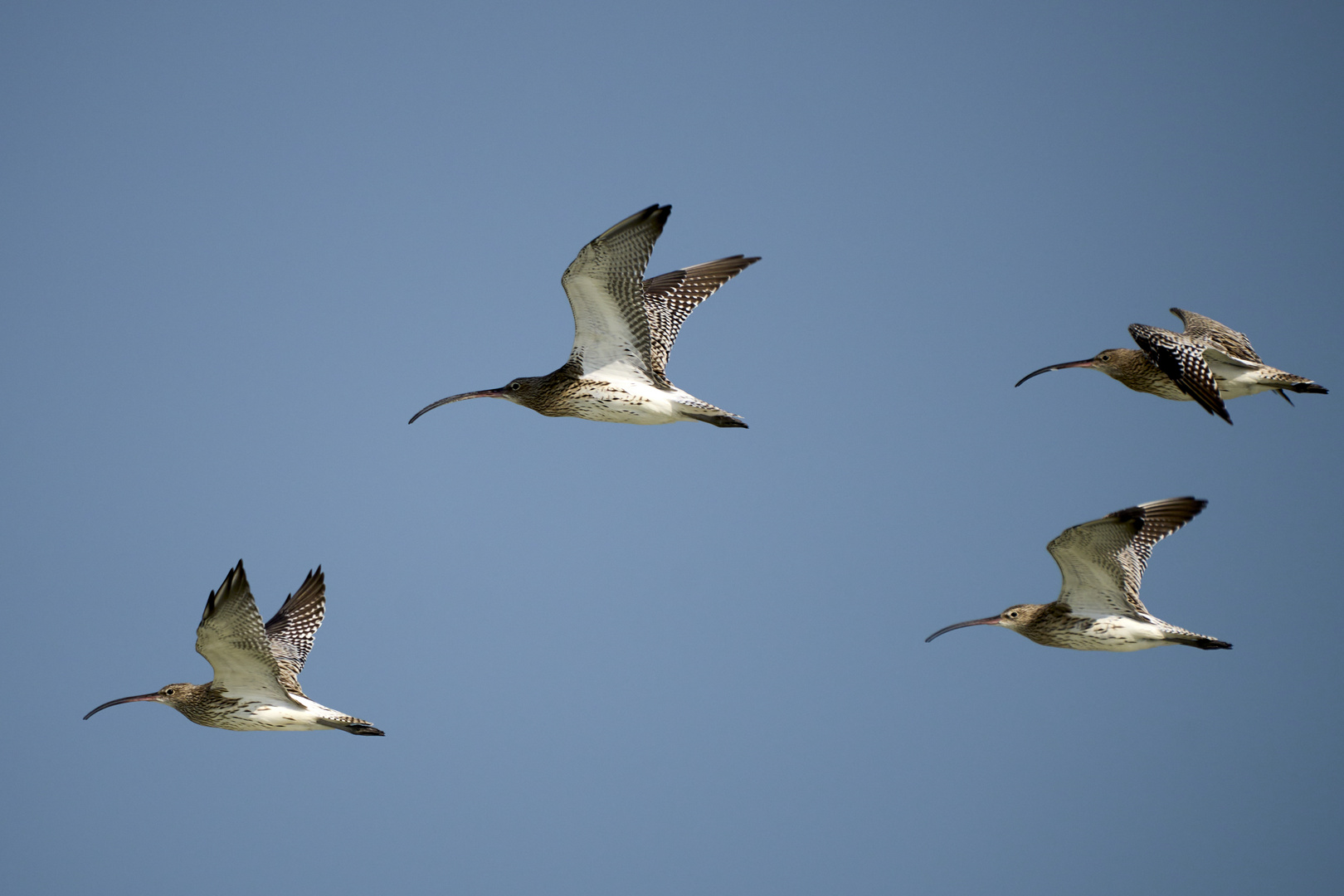 Flying as Curlews 