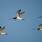 Flying as Curlews 