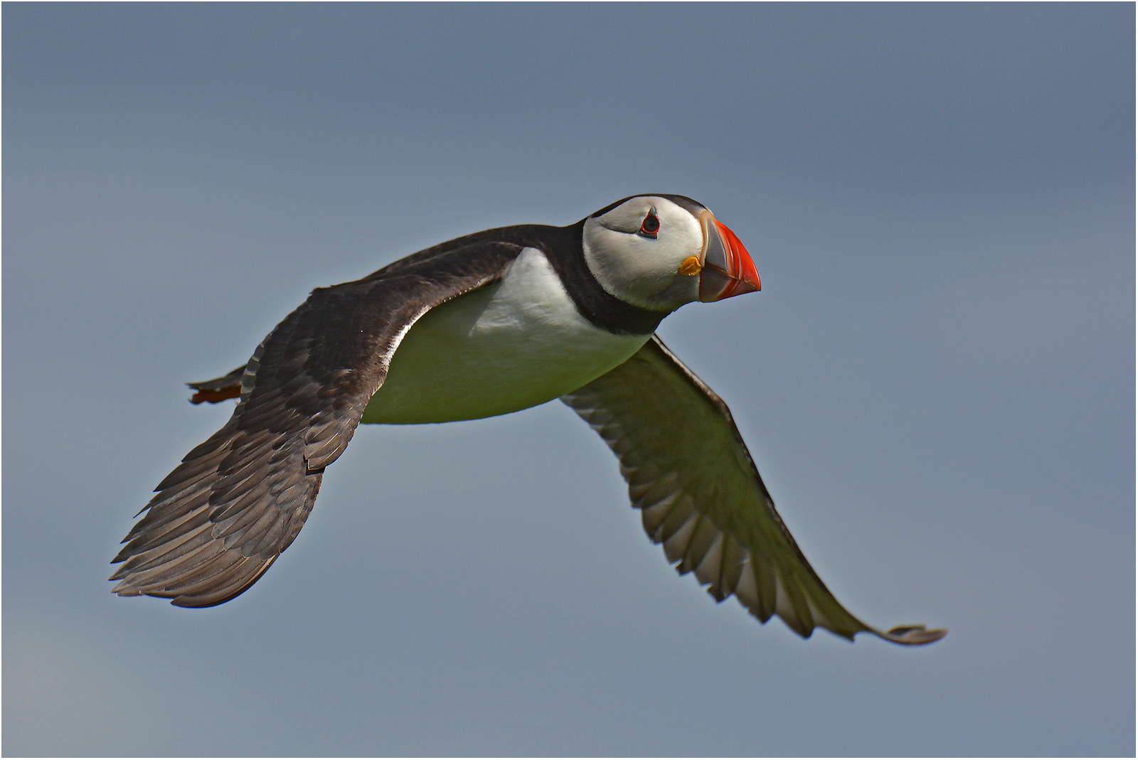 Flying Atlantic Puffin