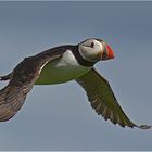 Flying Atlantic Puffin