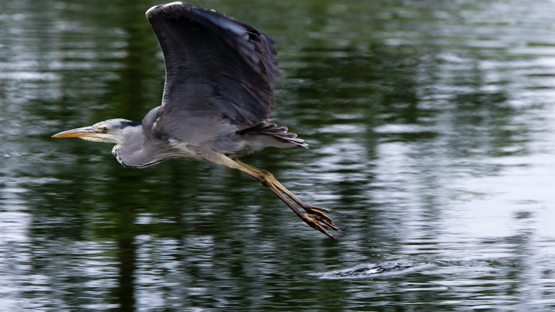 Flying Away