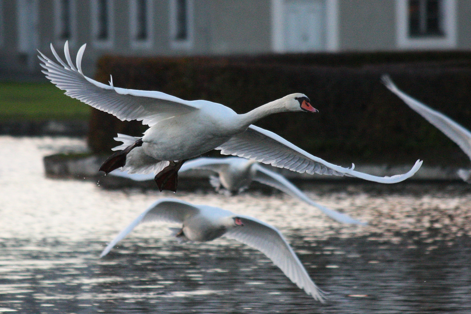 Flying away