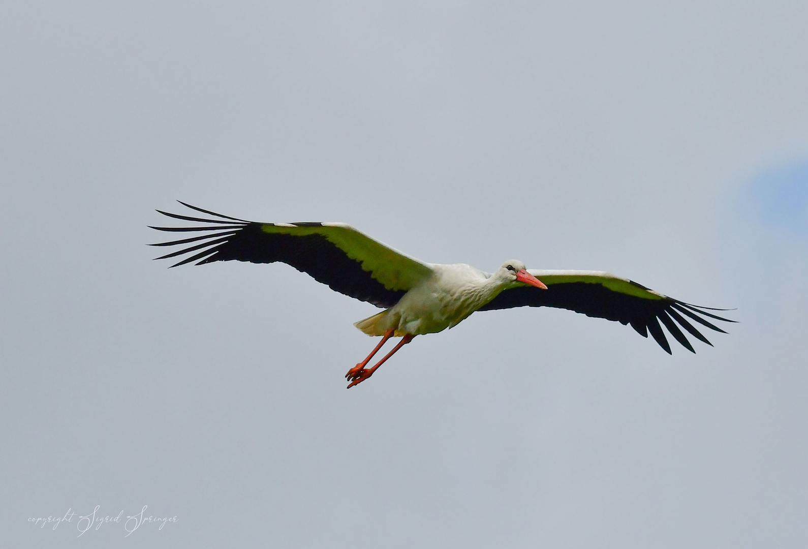 flying away