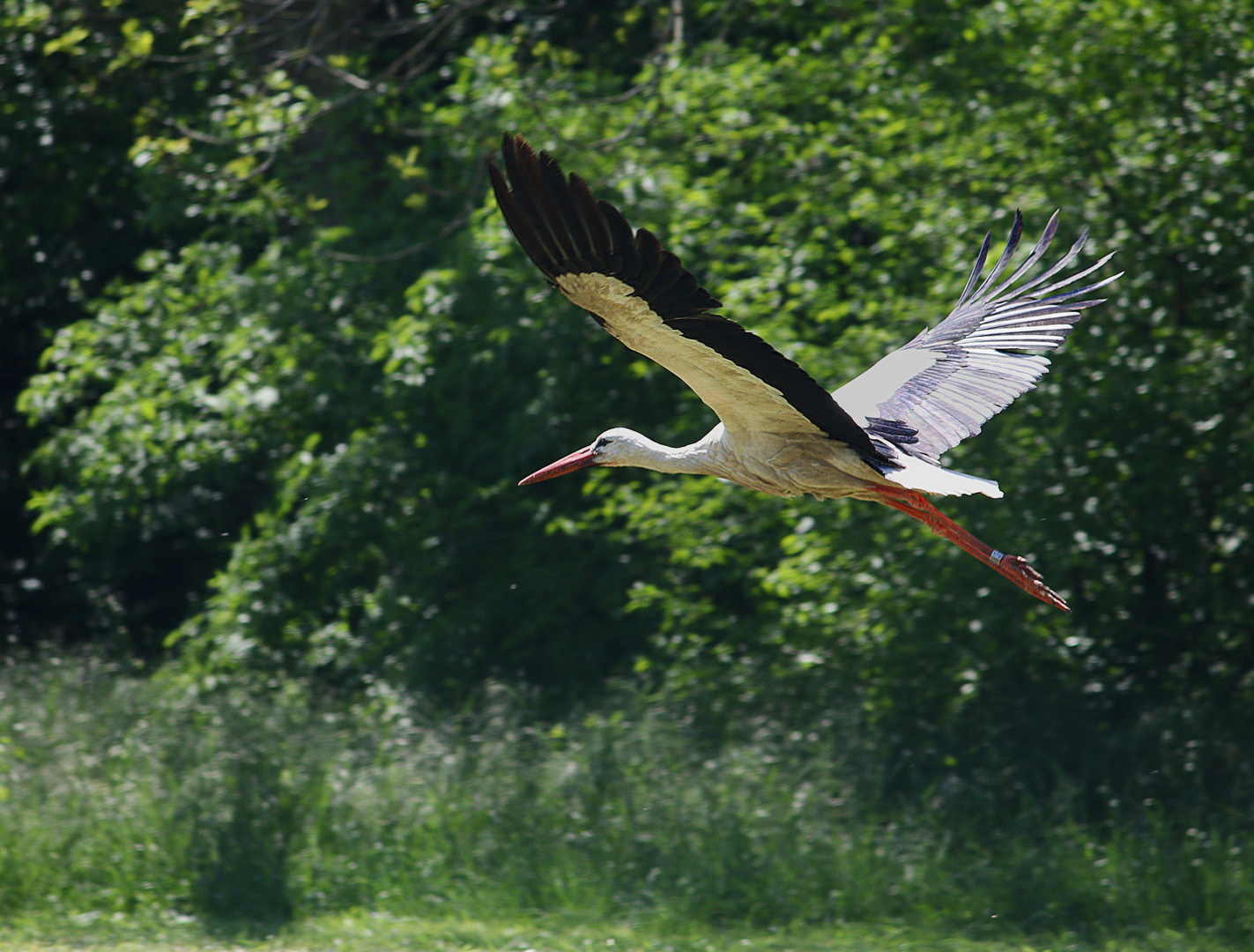 flying