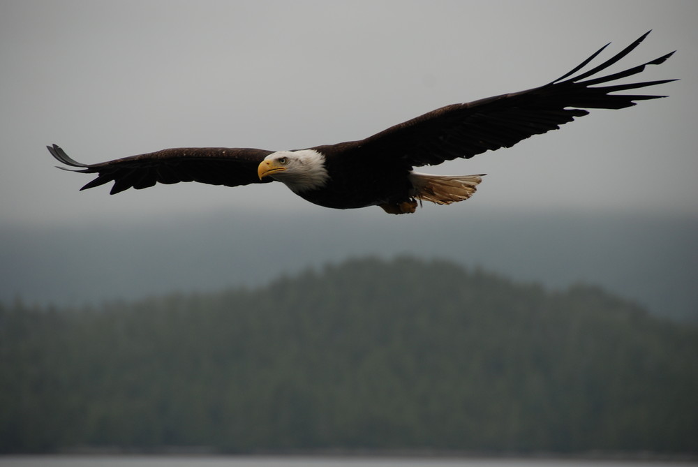 flying bald eagle