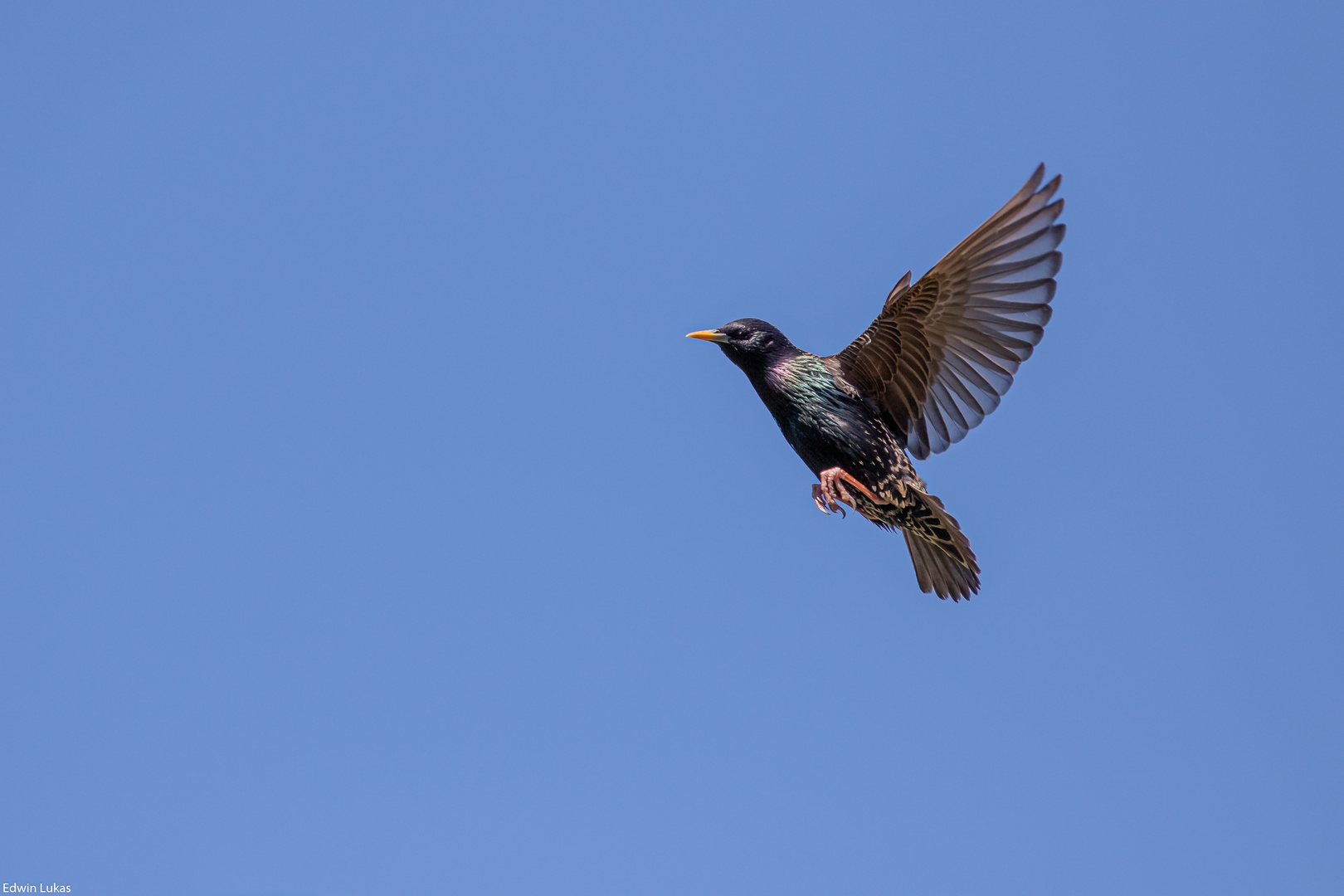 Flying Ballett