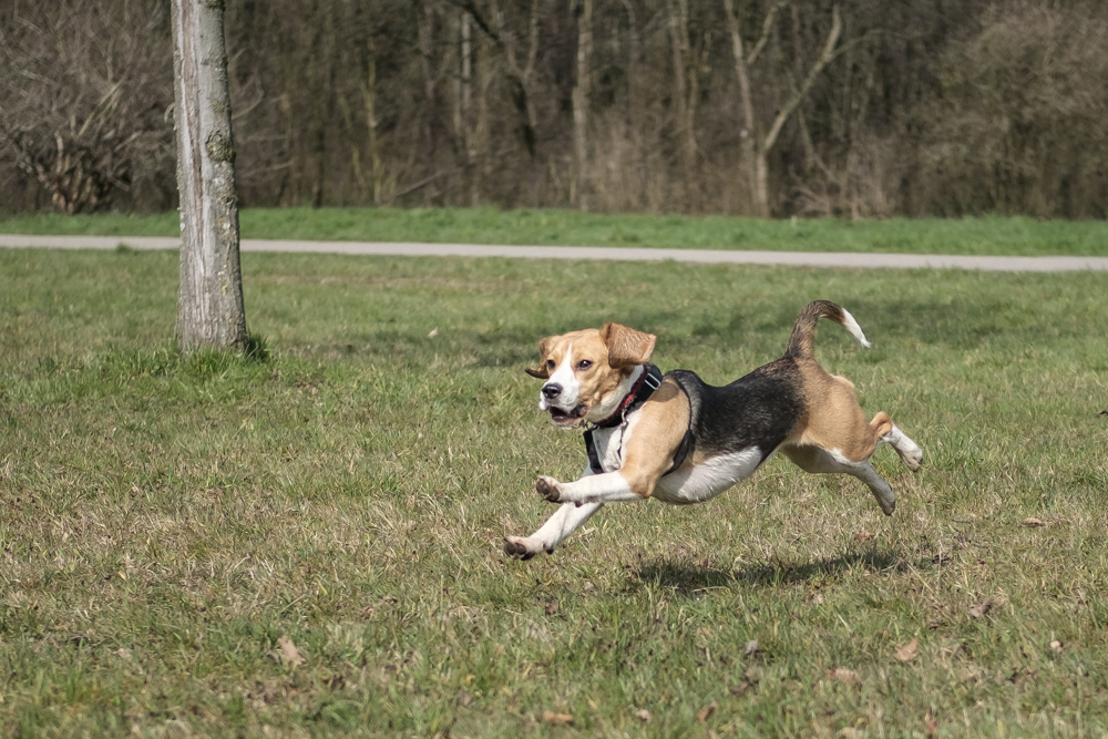 flying Beagle