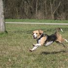 flying Beagle