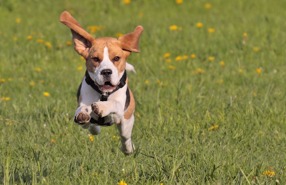 Flying Beagle