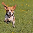 Flying Beagle