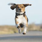 *flying Beagle*