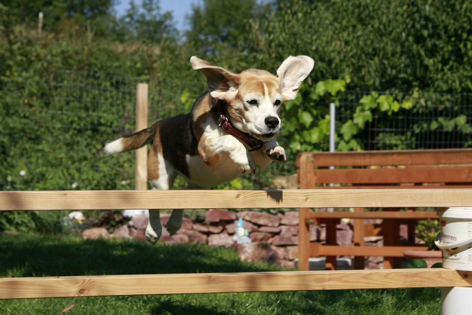 Flying Beagle