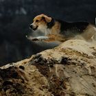 Flying Beagle Luna