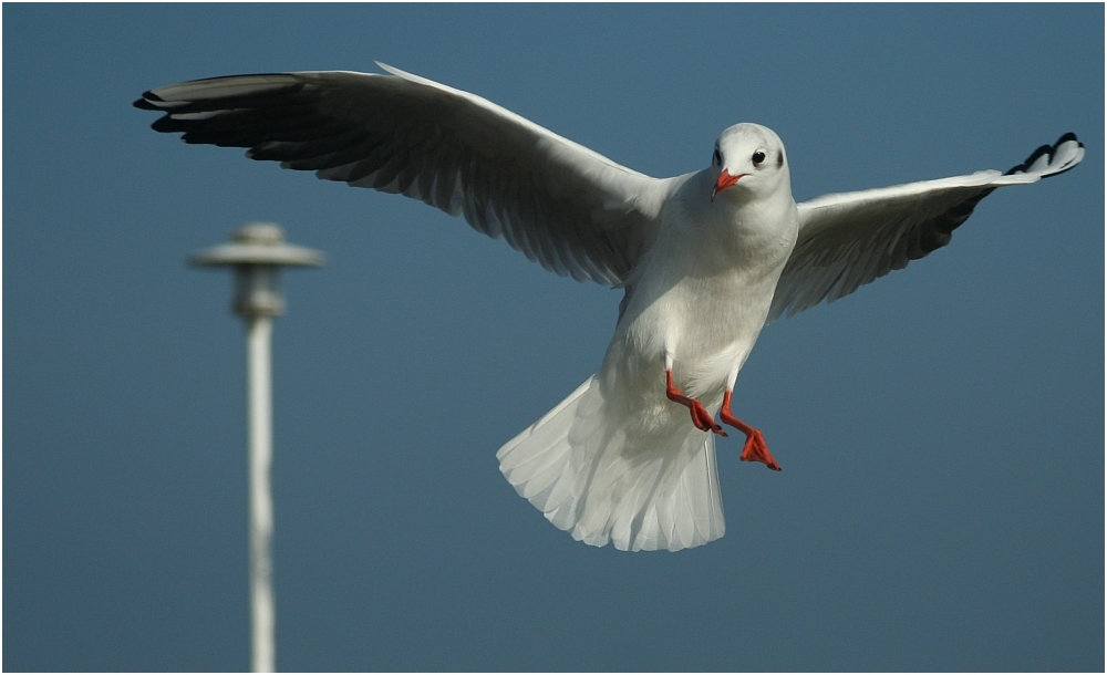 ... flying beauty ...