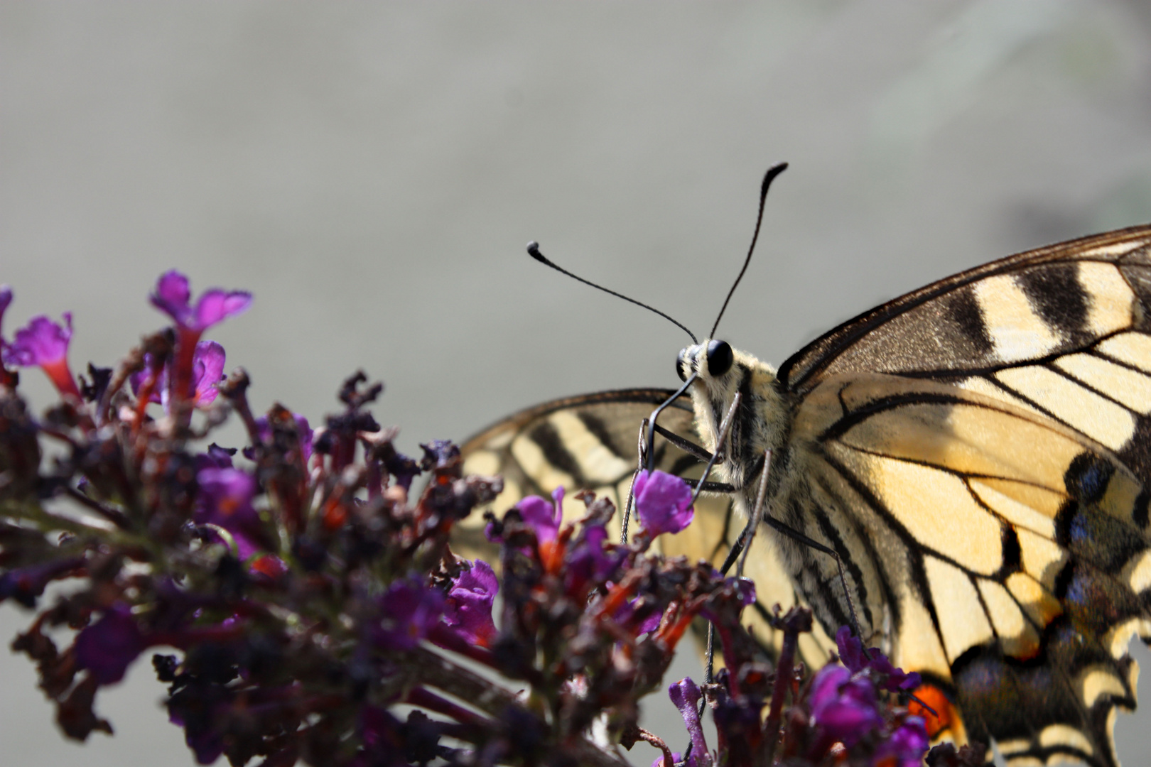 Flying Beauty