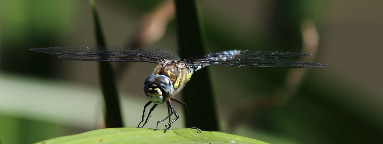 flying beauty