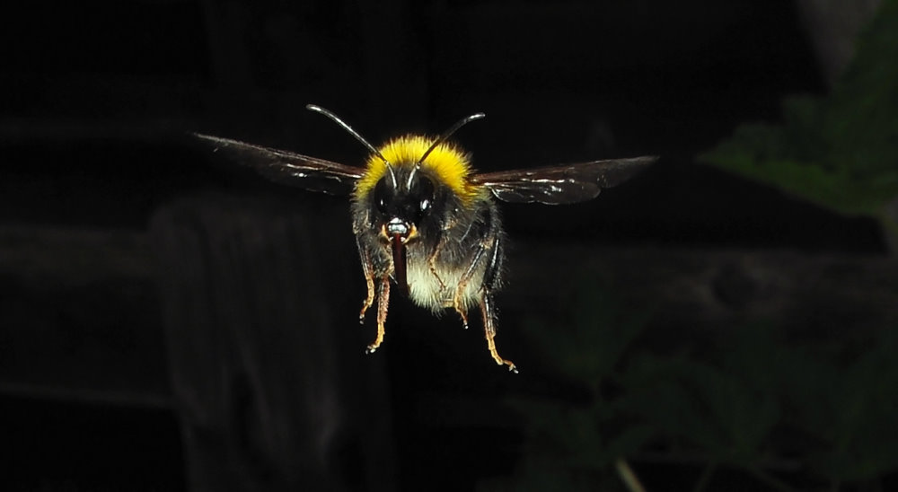 Flying Bee