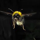 Flying Bee