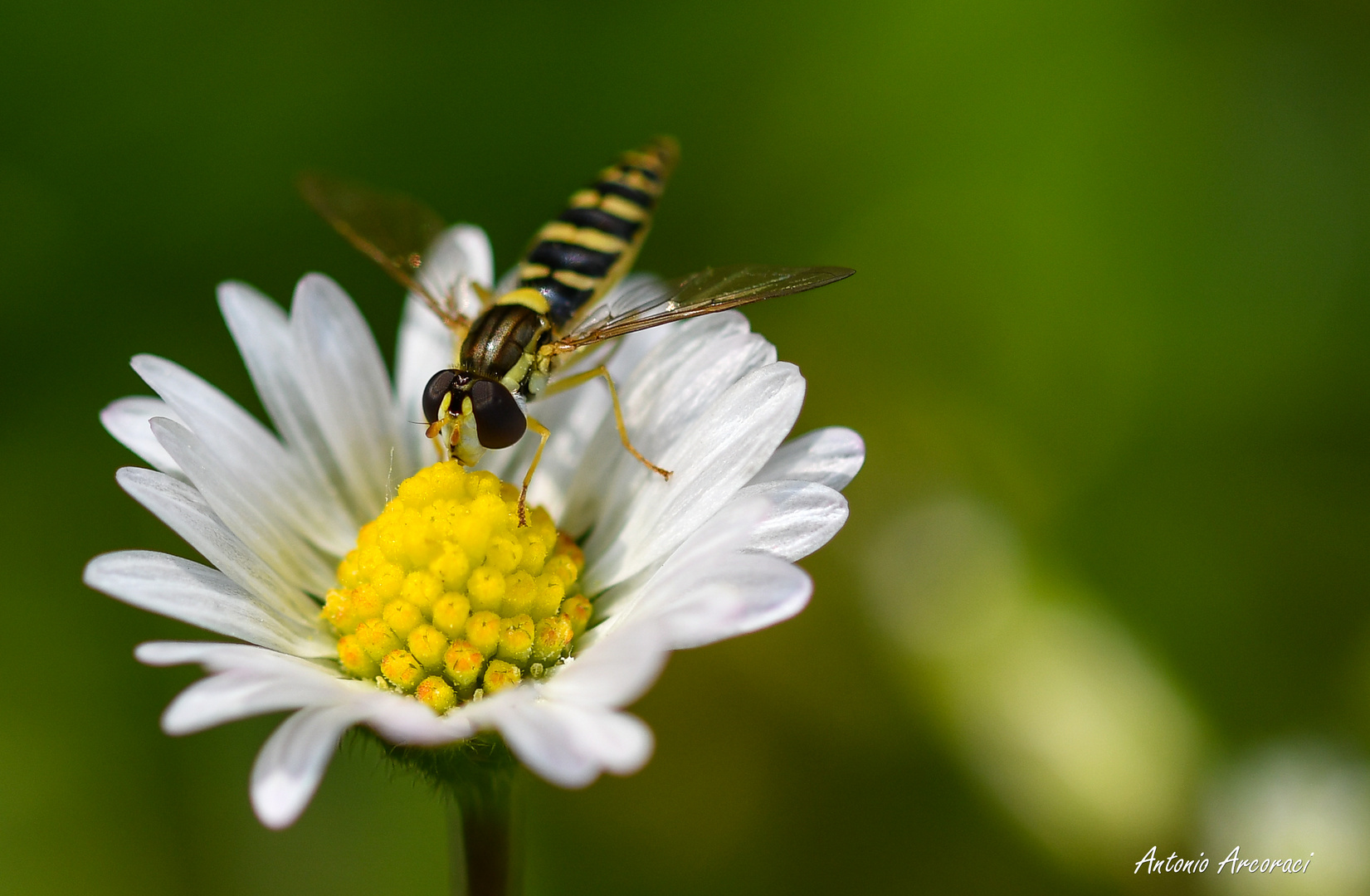 flying bee