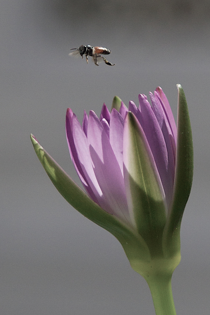 Flying Bee