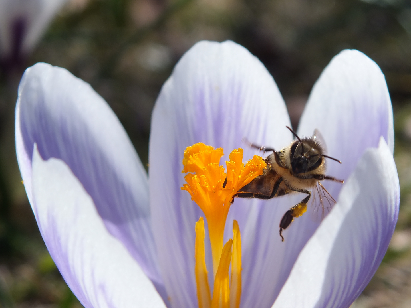 flying bee