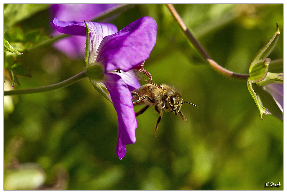 flying bee