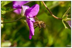 flying bee