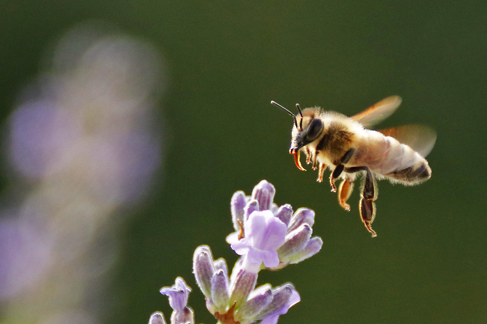 flying bee