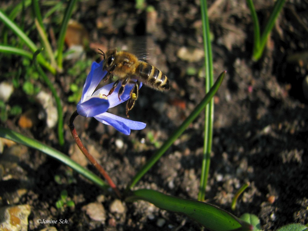 flying bee @ work