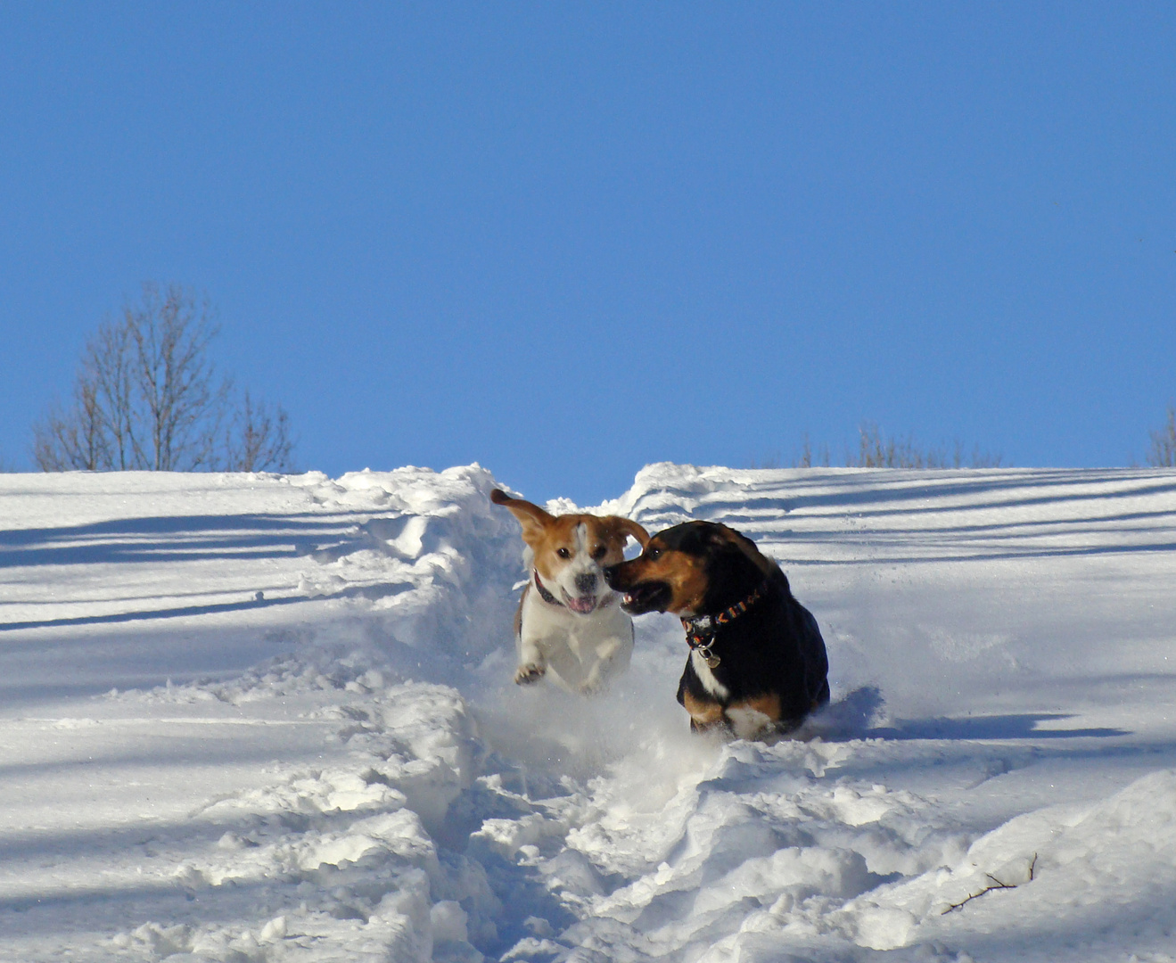 Flying Benjamin