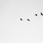 Flying birds 