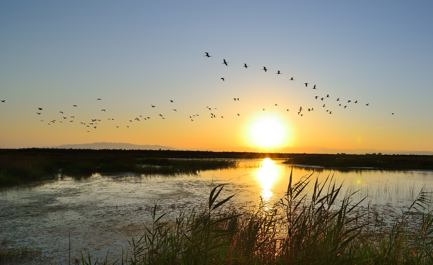 Flying Birds