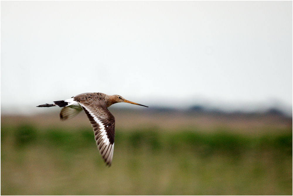 Flying Black-tailed Godwit (Limosa limosa)