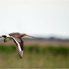 Flying Black-tailed Godwit (Limosa limosa)