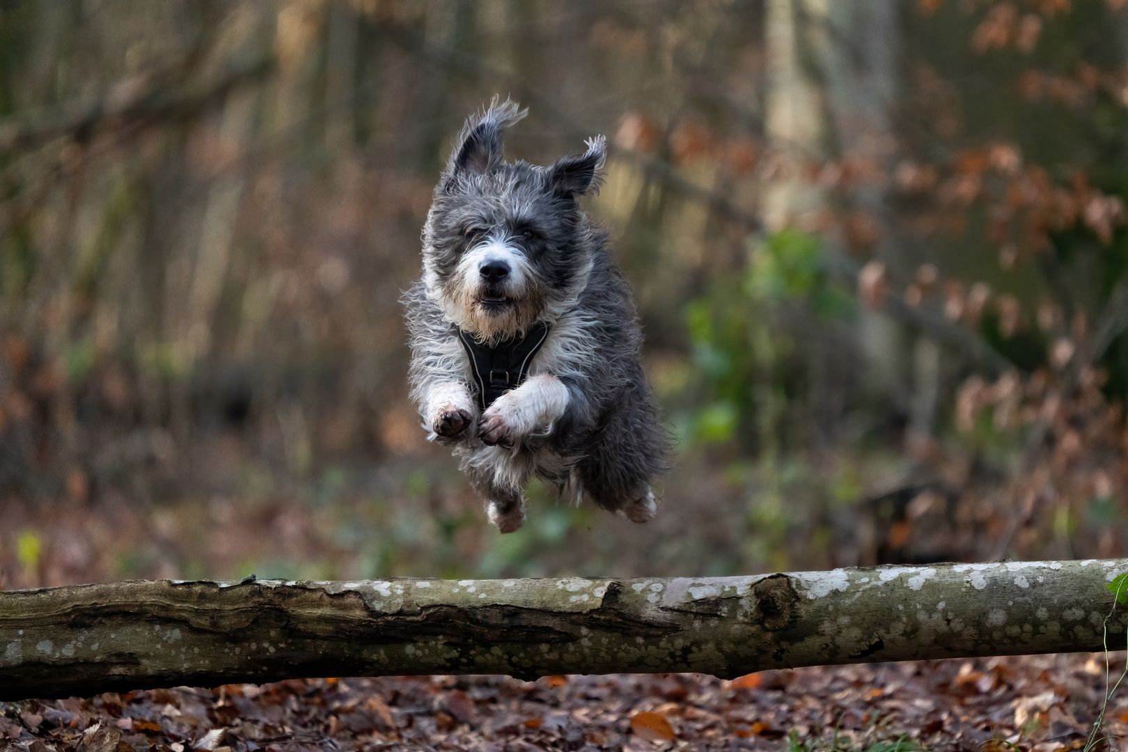 Flying Bobby