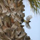 Flying Bübül - Pycnonotidae - Haarvogel