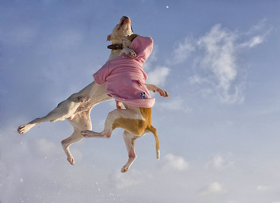 Flying Bulldogs:-)