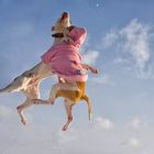 Flying Bulldogs:-)