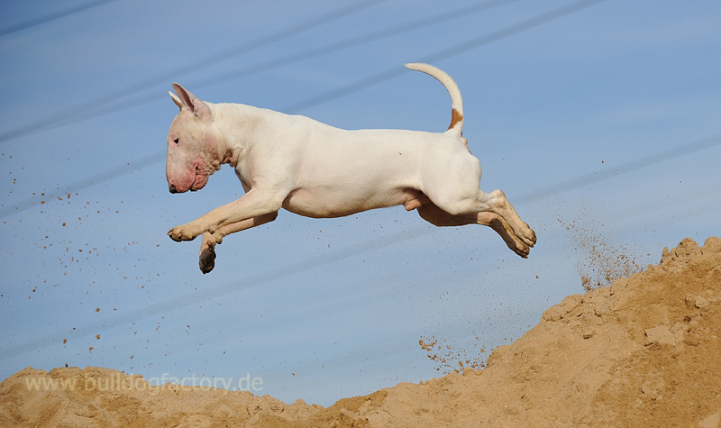 Flying Bullterrier