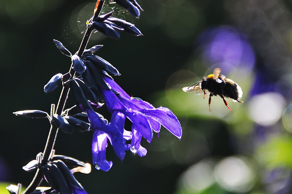 flying bumble bee