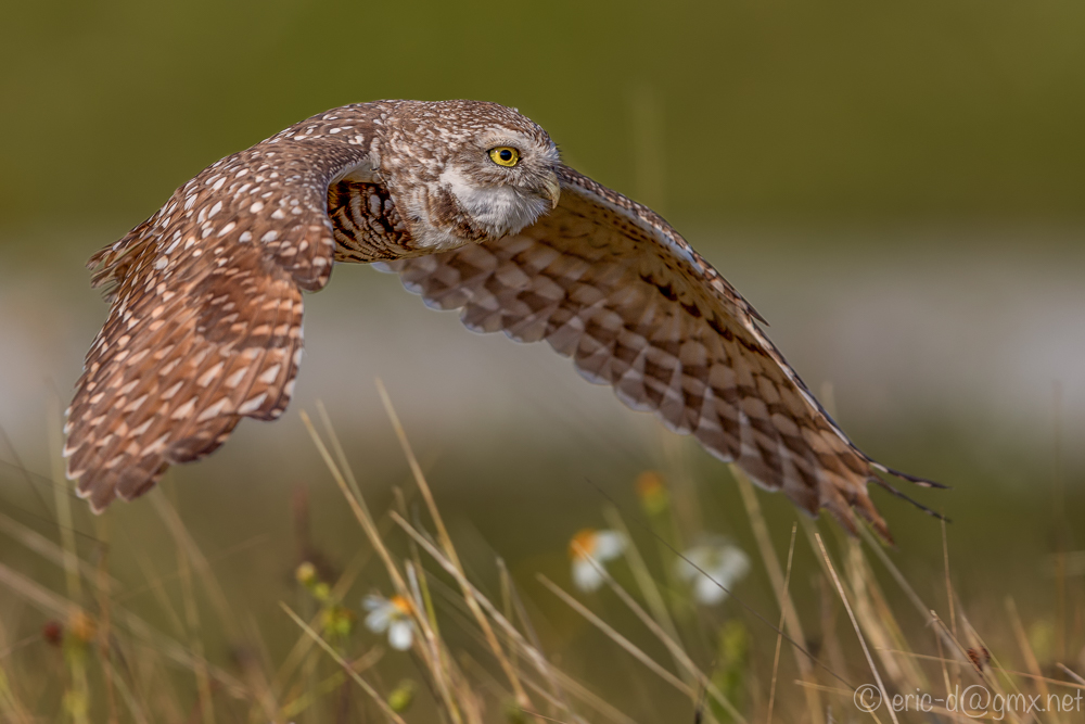 Flying Burrowing Owl