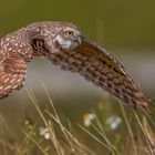 Flying Burrowing Owl