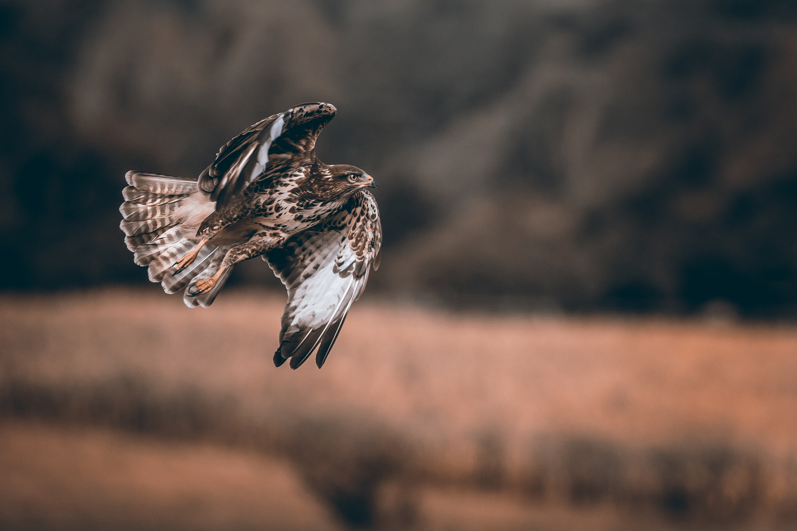 Flying Buzzard