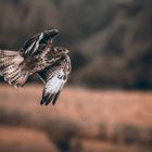 Flying Buzzard