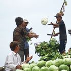 flying cabbage