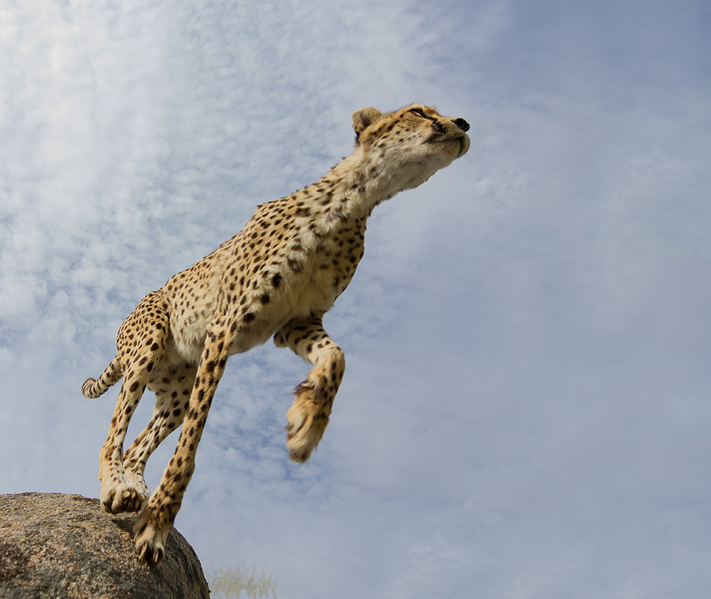 … Flying Cheetah ...