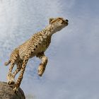 … Flying Cheetah ...